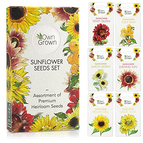 Grow Your Own Sunflower: Premium Sunflower Seeds Set with 6 Beautiful Sunflowers Varieties – Sunflower Seeds Kit with Flower Seeds for Gardening Flowers – Sunflower Kit and Sunflower Gift by OwnGrown
