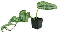 Scindapsus pictus - Silver Pothos