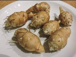 White Jerusalem Artichoke Tubers Sunchokes, Sunroot or Jerusalem Artichokes 5 Tubers
