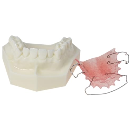 Orthodontic MetalCeramicInvisible Brackets Lingual Brace Teeth Model M3007: Hawley Retainer Orthodontic Teeth Typodont