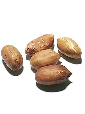 1264-World's Largest Peanut (Arachis hypogaea) Seeds by Robsrareandgiantseeds UPC0764425789383 Non-GMO,Organic,USA Grower,Farm,Showy,Recipe,Huge Yields,Dishes,Sacred,1264 Package of 5 Seeds