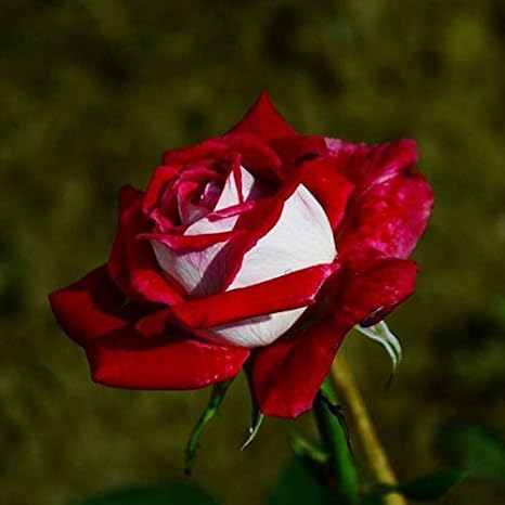 Generic Fresh 100 Pcs Ruby Rose Flower Seeds for Planting Dark red