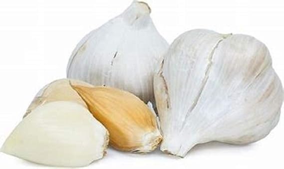 Elephant Garlic, 1 Bulb (1 Count), Great for Planting, Eating or Cooking! Non GMO. Milder Tasting Garlic