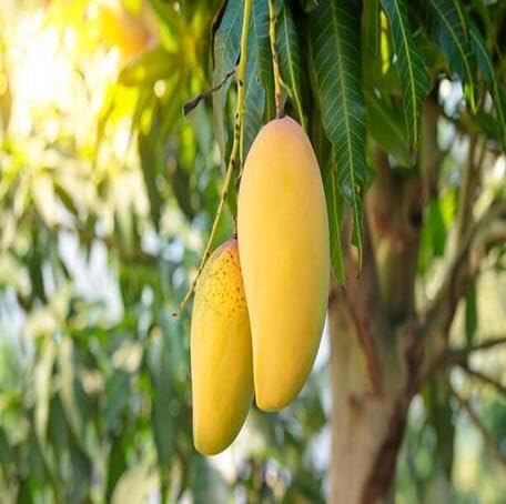 3pcs Yellow Mango Fruit Seeds