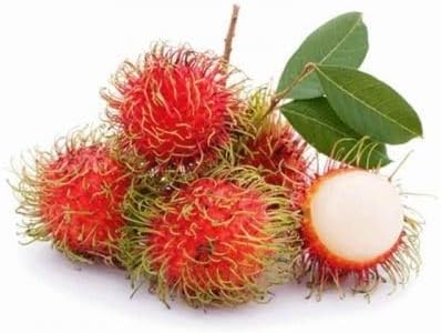 Rambutan Fruit Seeds 40pcs White