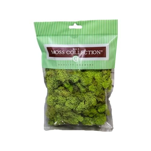 Preserved Reindeer Moss - Moss for Crafts, Home Decor, Art, Design & DIY Projects - Non-Toxic - USA Made Chartreuse, Small