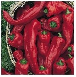 Melrose Heirloom Sweet Pepper 10+ Seeds
