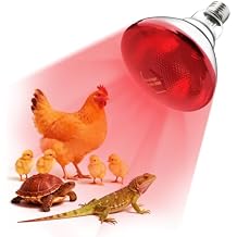 250W Heat Lamp Bulbs 1 Pack Infrared Heat Lamp for Chickens with E26 Socket and 5000 Hours Lifespan Heat Light Bulb for Pets Chicks Reptile Food Service Brooder Coop