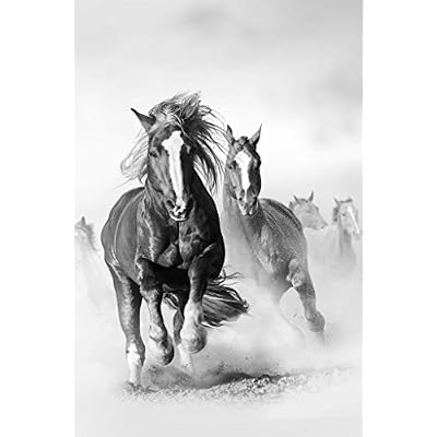 Wild Mustang Horses Running Galloping Free Horse Herd On Dusty Plains Black And White Animal Photo Photograph Cool Wall Art Print Poster 24x36