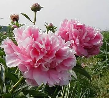 Pink Peony Roots for Planting - Grow Beautiful Perennial Peony Flowers (5 Peony Plants)