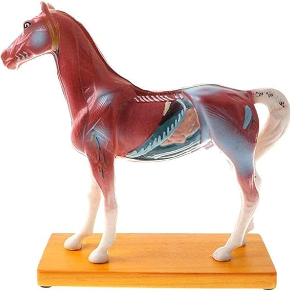 Horse Acupuncture Model, Horse Model, Animal Anatomical Model, Veterinary Teaching Model-114 Acupuncture Points Digital Identification