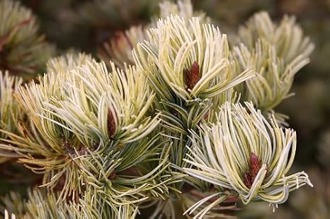 Ogon Japanese White Pine 1 - Year Graft