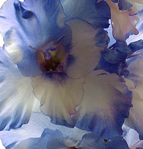 Made and Shipped in USA, Large Bulbs, (20) Beautiful Flowering Perennials, Sword Lily, Gladiolus Bulbs/Corms, Blue Blends Mix - Clarence