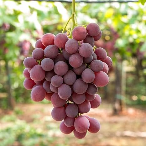 100Pcs Giant red Grape Fruit Seeds