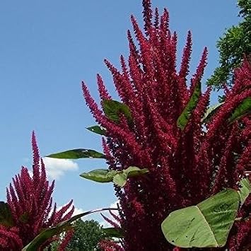 Opopeo Amaranth Seeds 30 Seeds | Packaged in an airtight, watertight glass vial with cotton and moisture-absorbing silica for long-term seed storage.