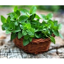 Seeds Mint Peppermint Mentha Non GMO Heirloom