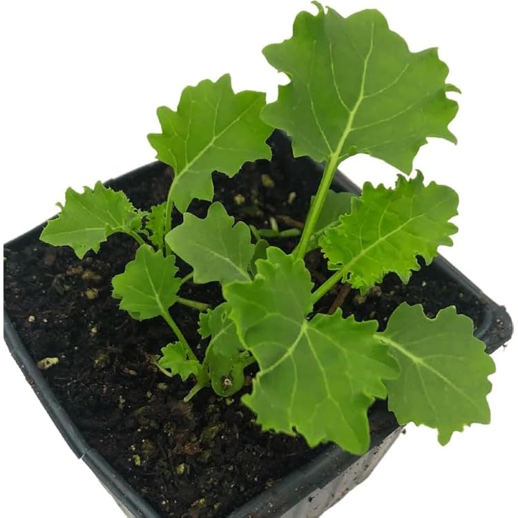 Smoke Camp Crafts Organic Dwarf Blue Curled Kale Brassica oleracea 150 Seeds 1 gram - Cold-Hardy Winter Leafy Green