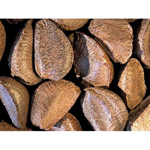 Fresh Raw In-shell Whole Brazil Nuts