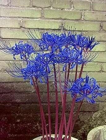 Blue Spider Lily Bulbs - 4 Fresh Bulbs - Garden Simple Flowers Balcony Potted Planting Now!