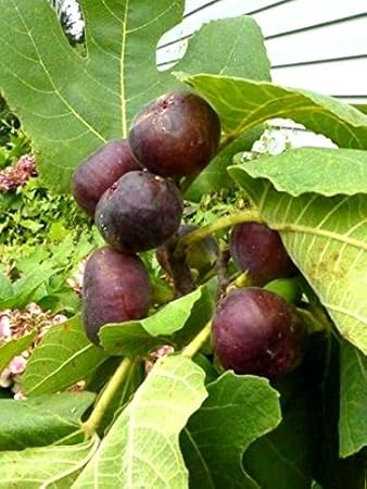 Fig Trees Chicago Hardy Includes Four (4) Plants with 4 Hello Organics Plant Tags