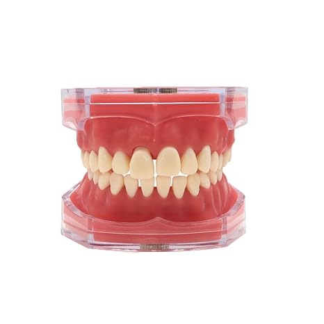 Dental Typodont Standard Removable Soft Gum Teeth Practice Model M7008-2