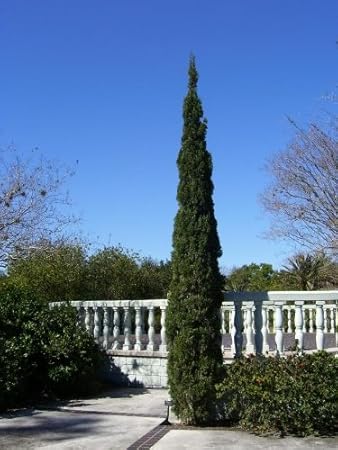 20 Mediterranean Cypress Tree Green Spire/Pencil Pine/Indian Cedar Seeds