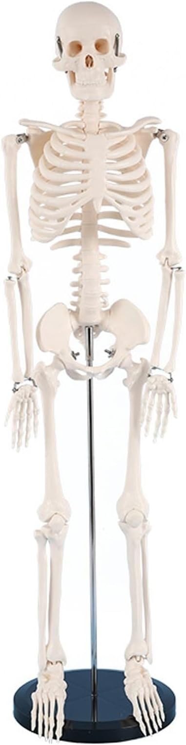Products Anatomical Human Skeleton Model, Human Skeleton Model for Dissection, for Medical Re and Display, 1/2 Life-Size, 85 cm with Base,Flesh