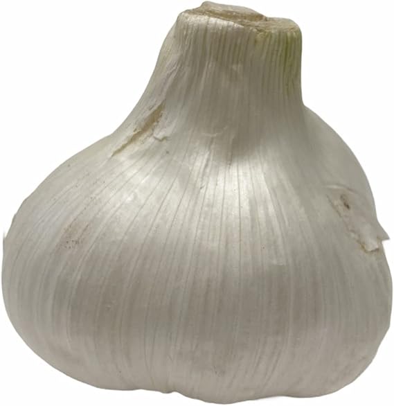 Elephant Garlic (Ajo Elefante) Sorted Bulbs! Great for Fall Planting! Different Sizes! (1 LB) (3 BULBS)