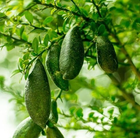 100pcs Green Finger Lime Fruit Seeds