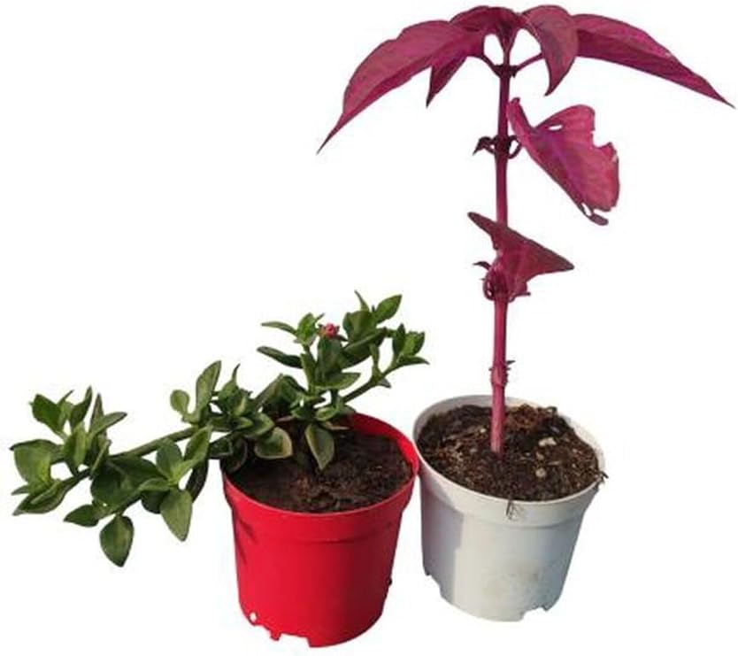 Gardenbox 2'Li Mini Bitki Seti, Buz Çiçeği ve Çingene Şalvarı Çiçeği