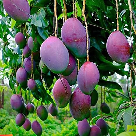 mango tropical fruit tree 12"-24" Palmer