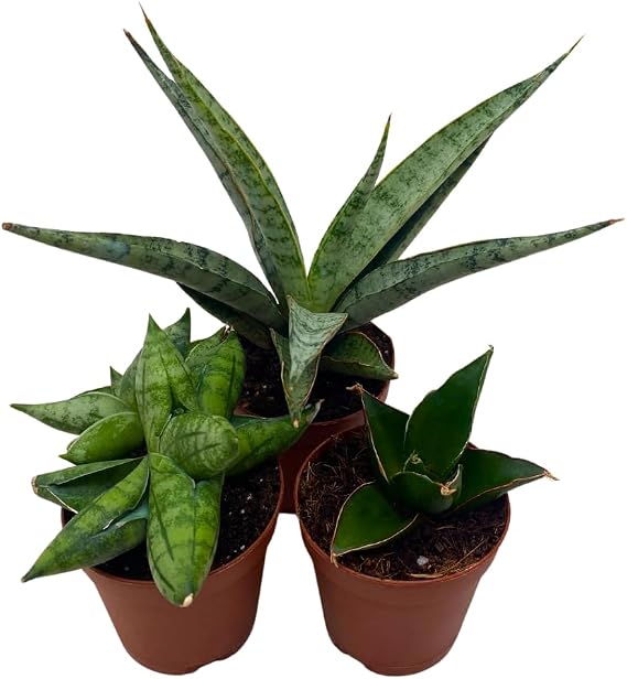 BubbleBlooms Sansevieria Snakeplant Variety Bundle, Braided cylindrica Dragon Fingers, Samurai Dwarf ehrenbergii, Cylindrical Starfish Snake Plant boncel