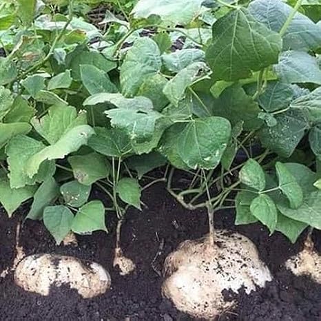 100pcs of jicama vegetablet Seeds,Green
