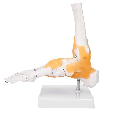 Foot and Ankle Model,Adult Foot Ligaments and Joints Anatomical Model,Life Size Human Anatomical Model with Base,for Research Art Reference Halloween Decoration
