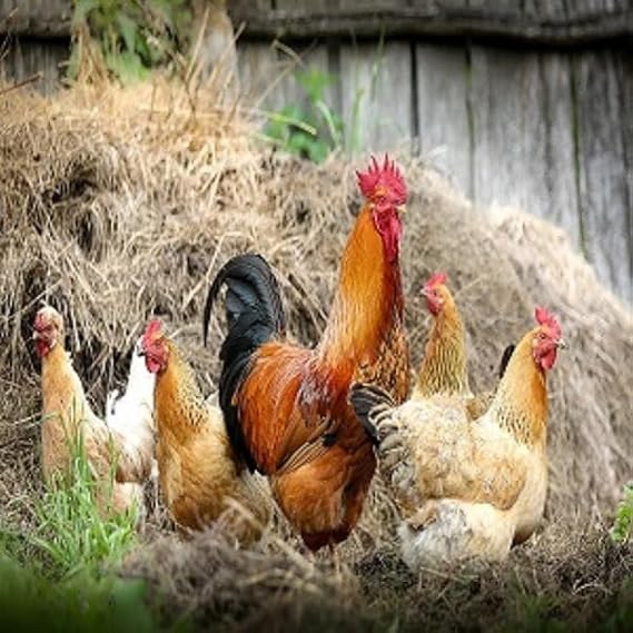 12 Fertile Chicken Hatching Eggs FREE RANGE Healthy Mixed Crossed Breeds & Sizes
