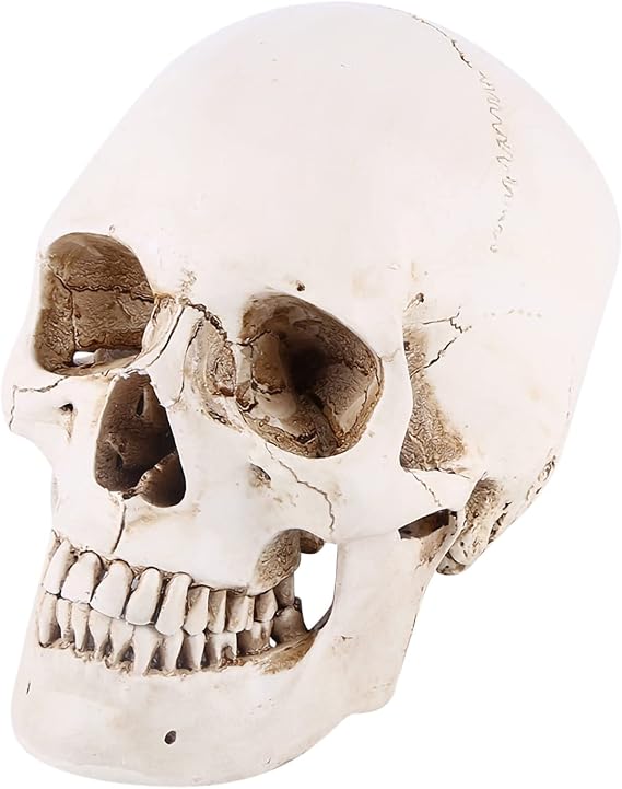 Skull Model Life Size Human Skull 231916 1Pc White Resin Human Skull Lifesize Drawing Model Replica Drawing Party Ornament