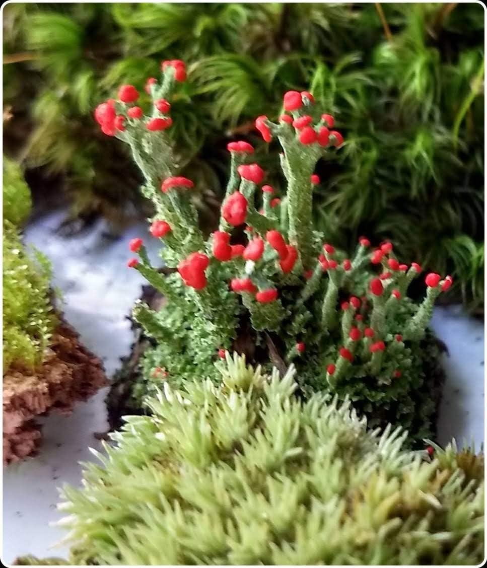 Live Lichen British Soldier Cladonia Cristatella 4x6 Bag for Terrariums