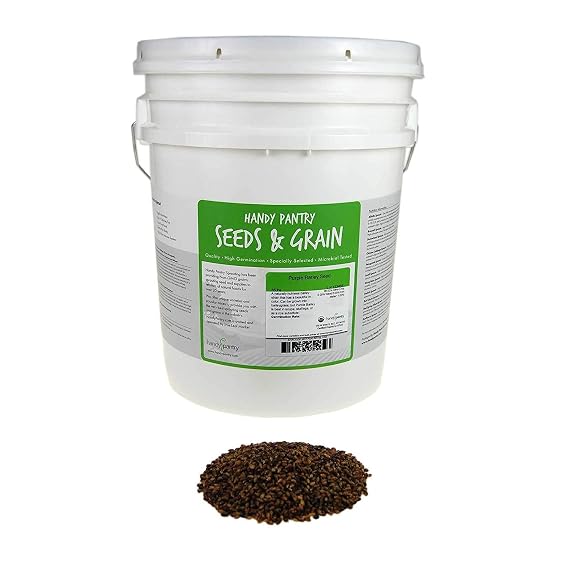 Handy Pantry Purple Barley Seeds - Certified Organic - 35 Lb Bucket | Also Called Black Barley - No Hull - For Barleygrass, Grind for Flour, Food Storage, Soups & More