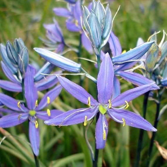 Blue Camas Seeds (Camassia Quamash) Packet of 10 Seeds | annual/perennial garden plant grown for ornamental or specialty garden use.