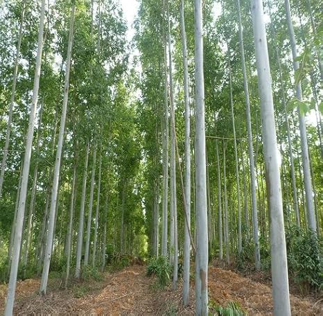 100pcs Green Eucalyptus Tree Seeds