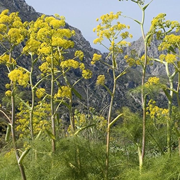Giant Anise Fennel Ferula communis - Grow Now or Store for Future Planting - Capsule of 10 Seeds