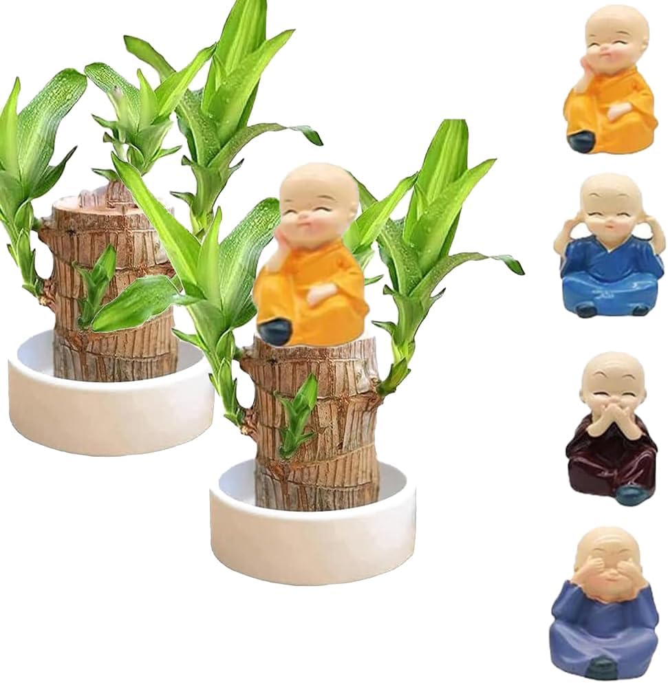 Brazilian Wood Plant, Lucky Brazil Wood Potted Plant，Brazilian Bamboo Wood Hydroponic Stump for Purifying Indoor Air, Mini Brazilwood Plant with Ceramic Tray and Little Monk for Home Office Decor