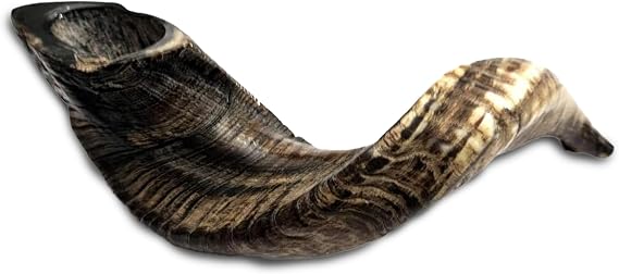 Kosher Rams Horn Shofar 17"-19" Half-Polished | Authentic Shofar Horn Jericho Type | Jewish Ram Horn Blowing Horn from Israel