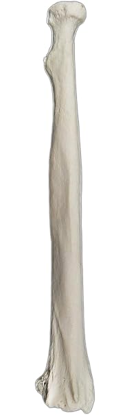 Radius Bone Model - Right - Anatomically Accurate Human Radial Bone Replica - hBARSCI