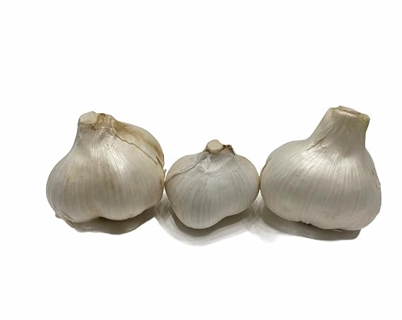 Elephant Garlic. Ajo Elefante. Great for Fall Planting! Sorted Bulbs! (1 LB)