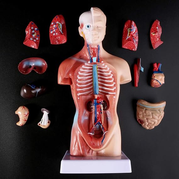Anatomy Human Body Model 11 Inch Large (28 cm) Human Torso Body Model Disassembled 15 Pieces 4D Medical School Educational Display Tool for Learning