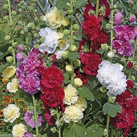Hollyhock Seeds -Summer Carnival Hollyhock Mix - Alcea Rosea,AAS Winner(50 Seeds)