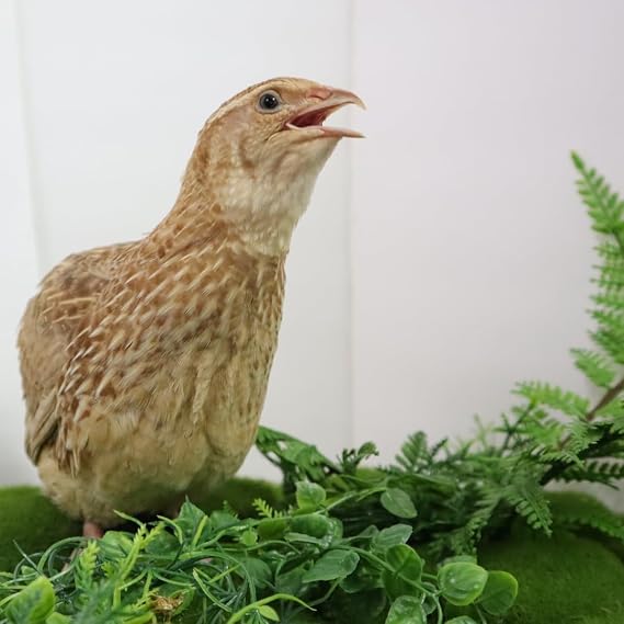 Ginger Quail Hatching Eggs, Fertile Coturnix Quail Eggs, Selected for Color and Temperament (jumbo, 24, Count)