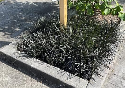 50 Black Mondo Decorative Grass Plants Bareroots