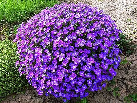 Seeds Purple Rock Cress Aubrieta Hanging Climbing Outdoor Perennial Flowers for Planting
